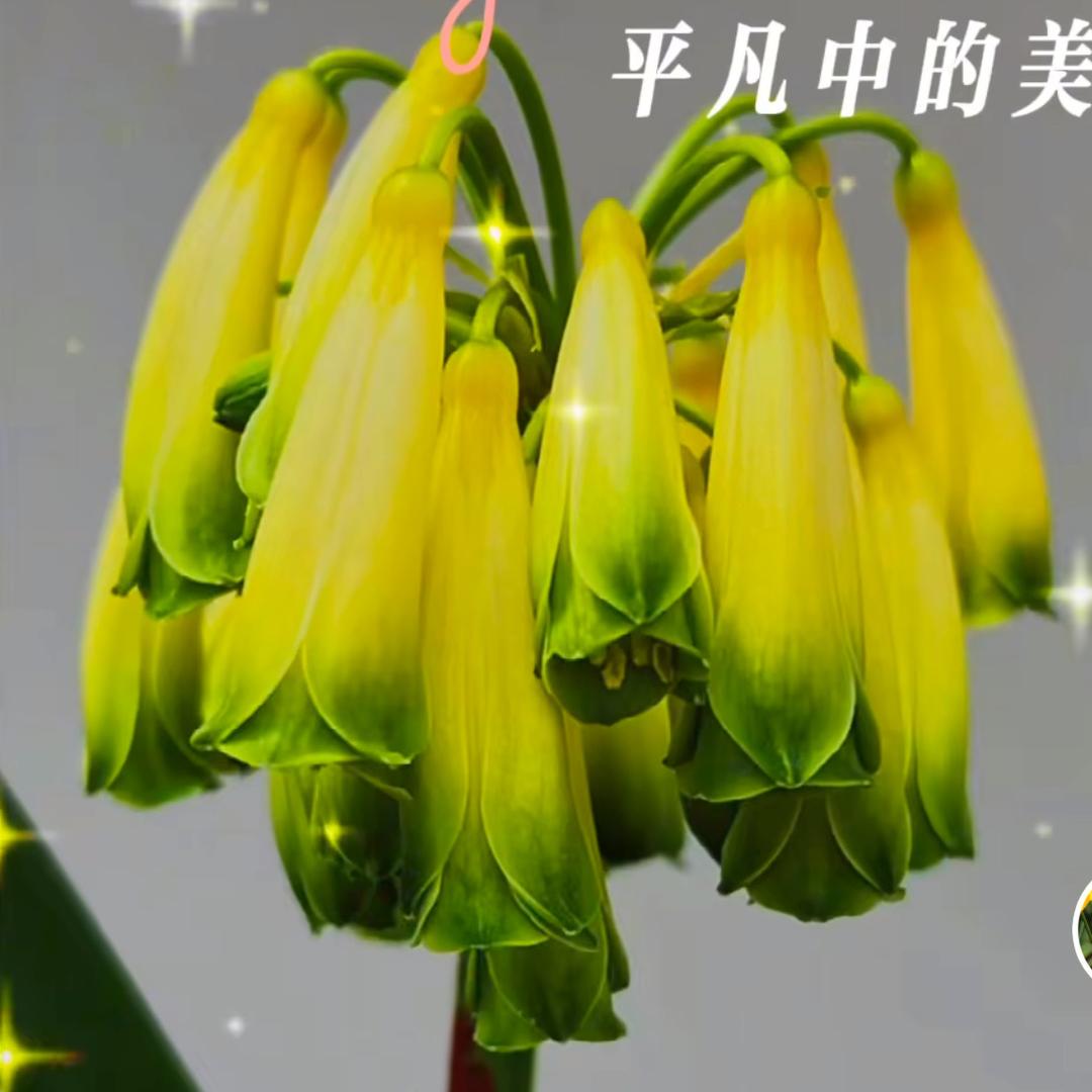 晓君异花君子兰苑