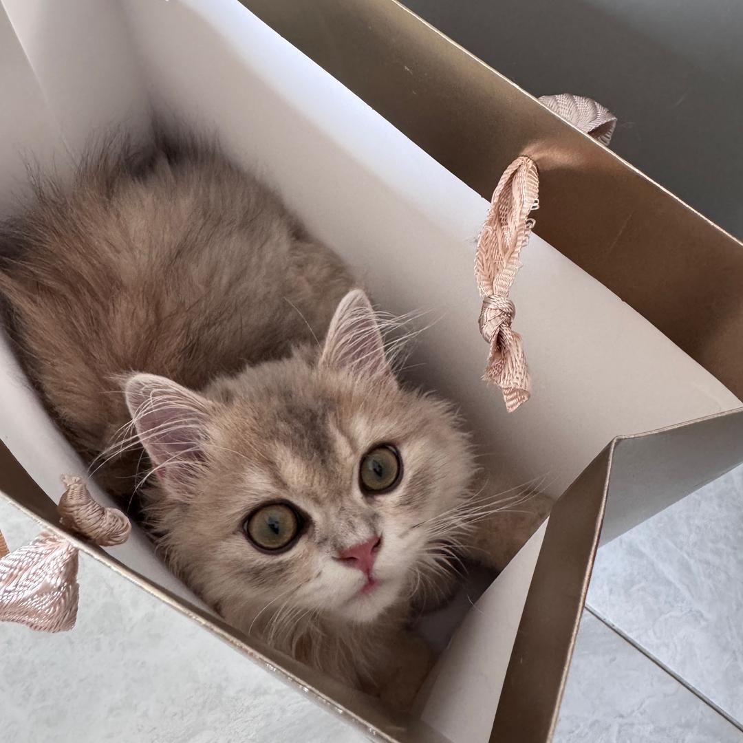 威的billion（关我进猫群）