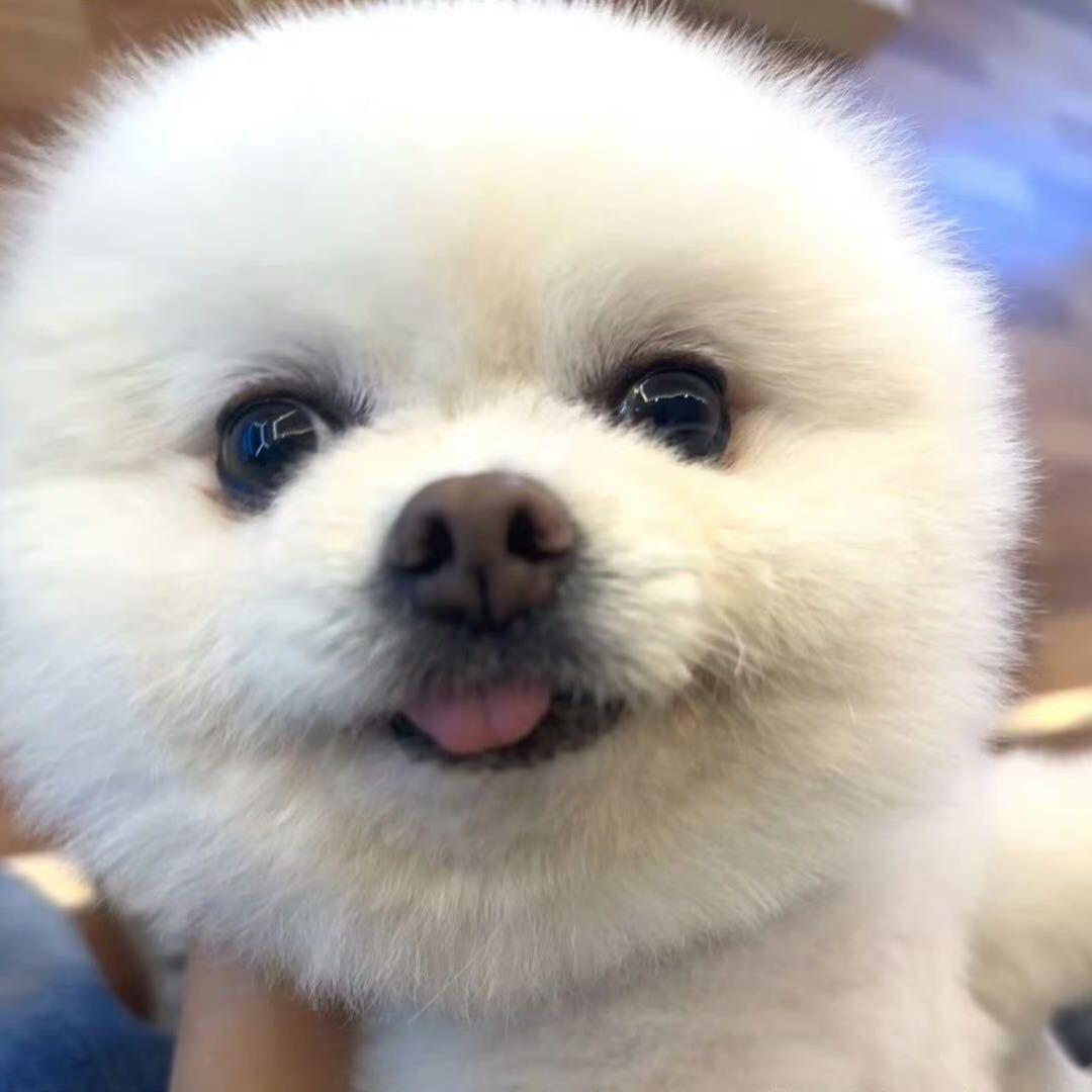 不吃番茄