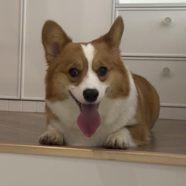 甜心是只胖柯基