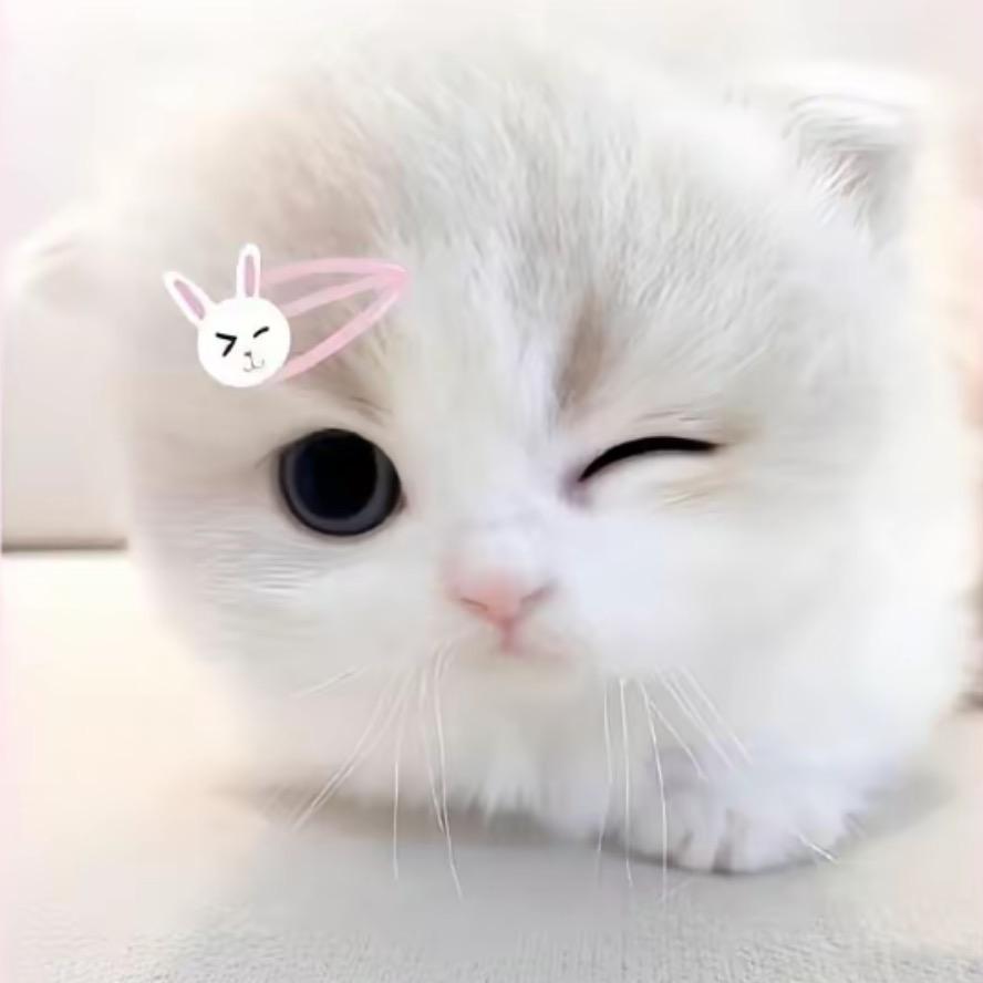 七七鱼.