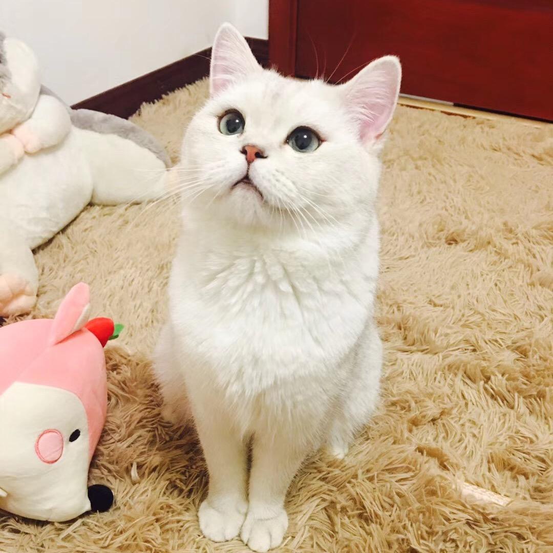 七月与小九
