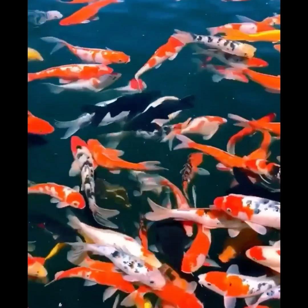 💘✨王后余生✨💘