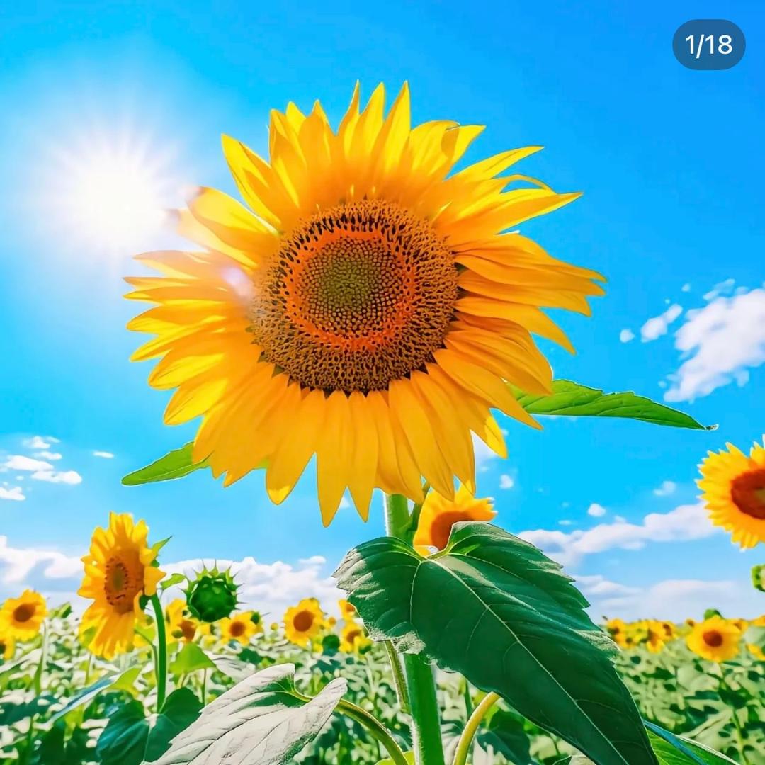 邂逅好运气🔅