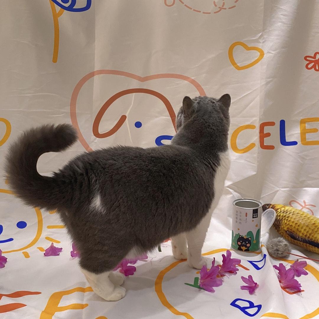 爱咬人的虾滑🍤