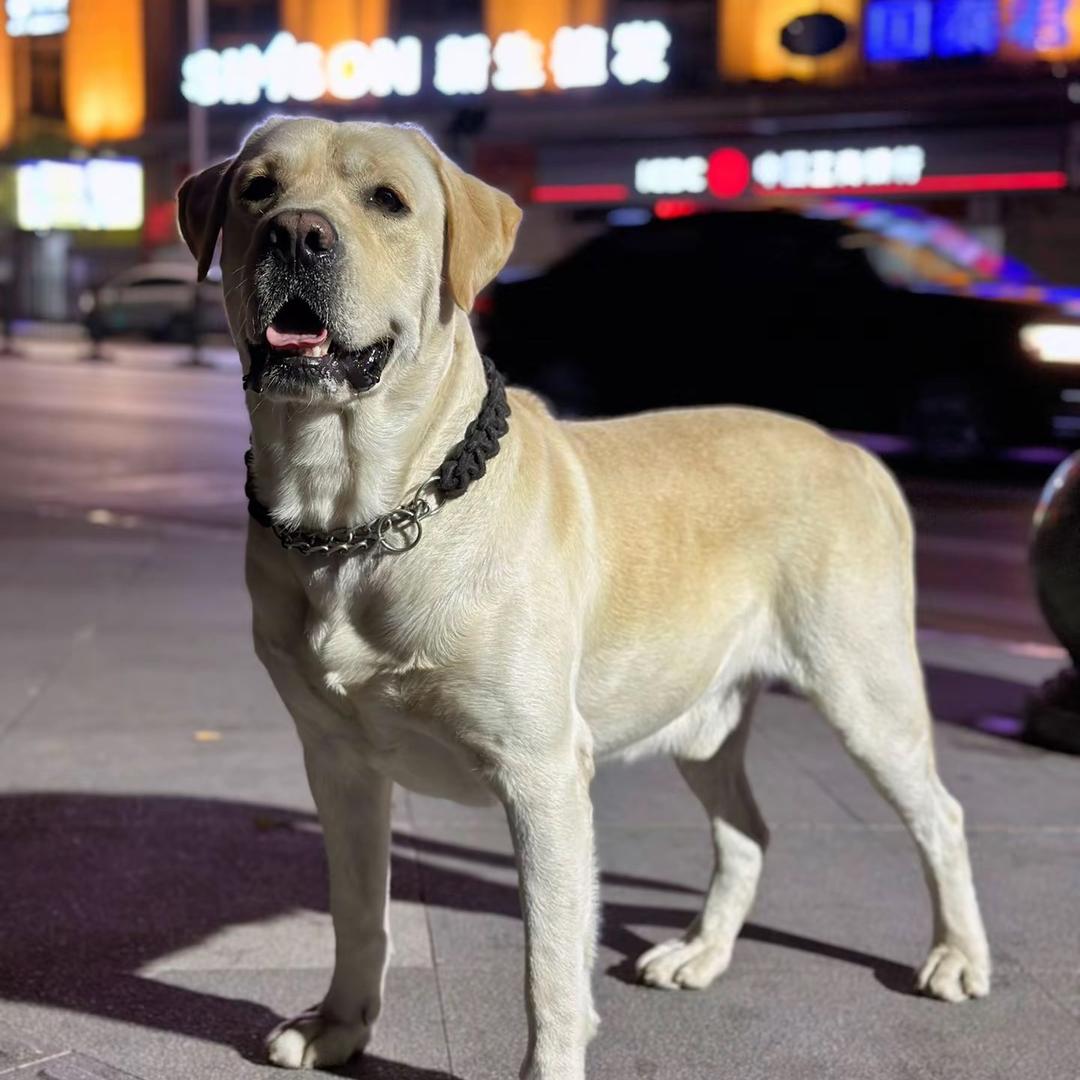 奥斯卡是个高富帅