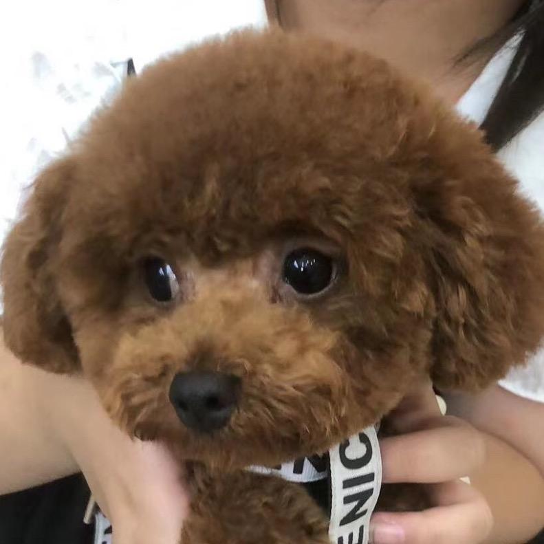 一只小破狗🎀然然