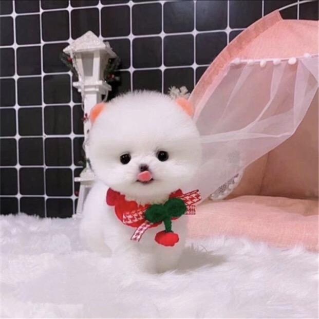 小小茶杯犬