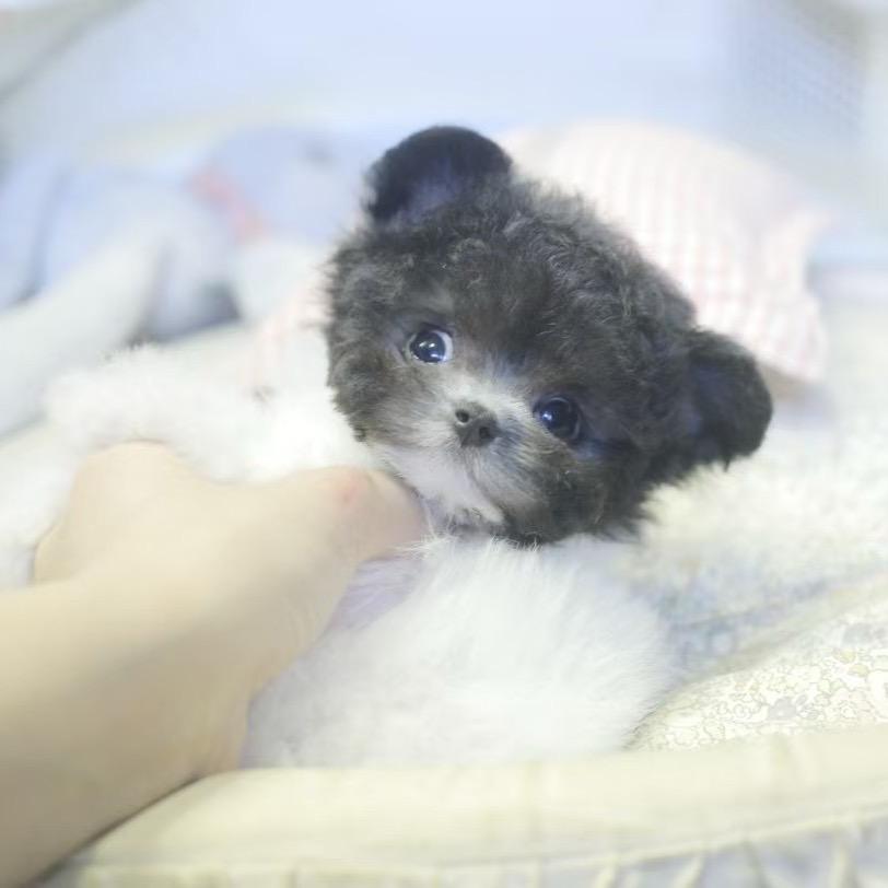 🌸小鑫家的狗狗🌸