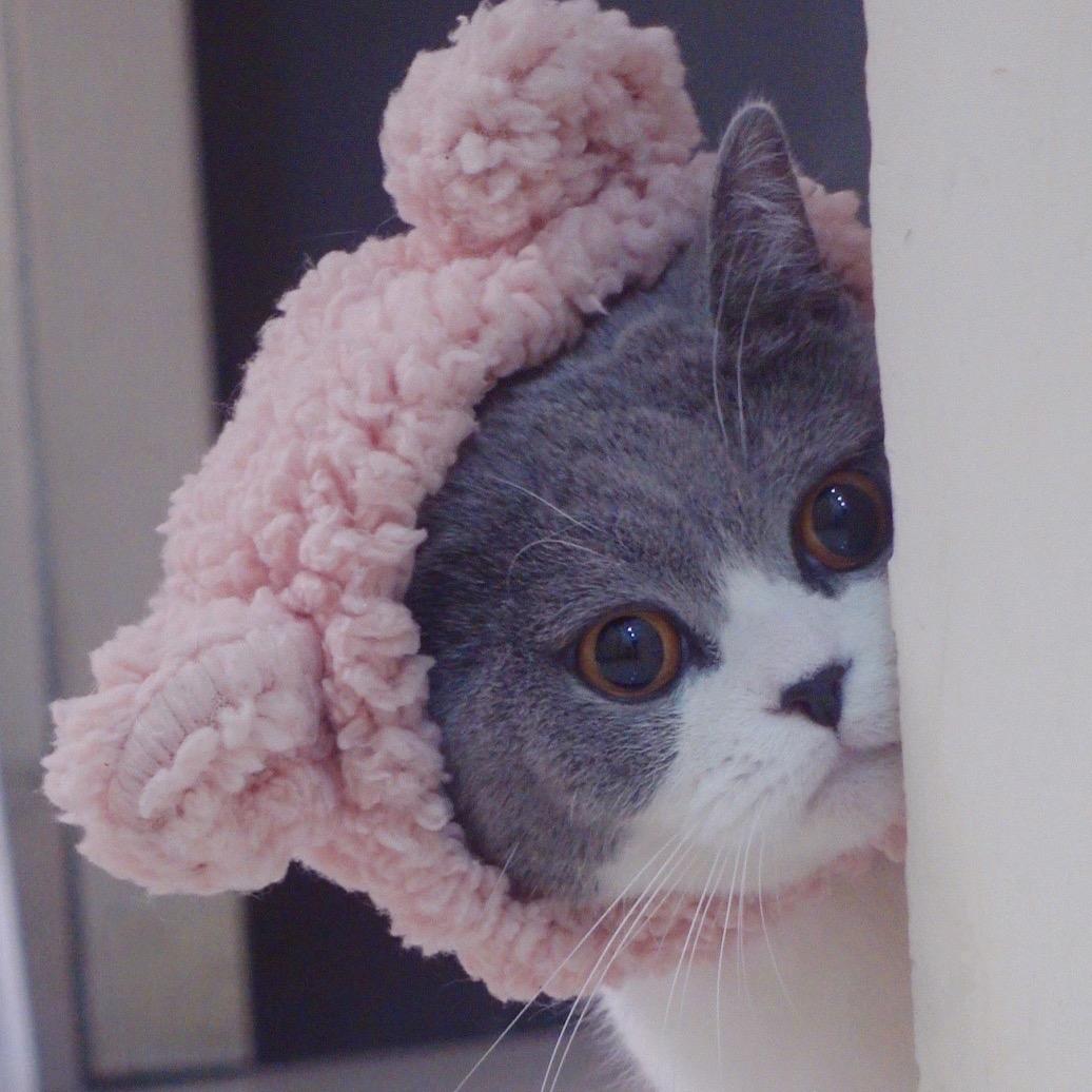 小猫悠悠