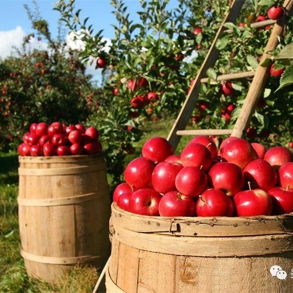 大柳树生鲜甄选