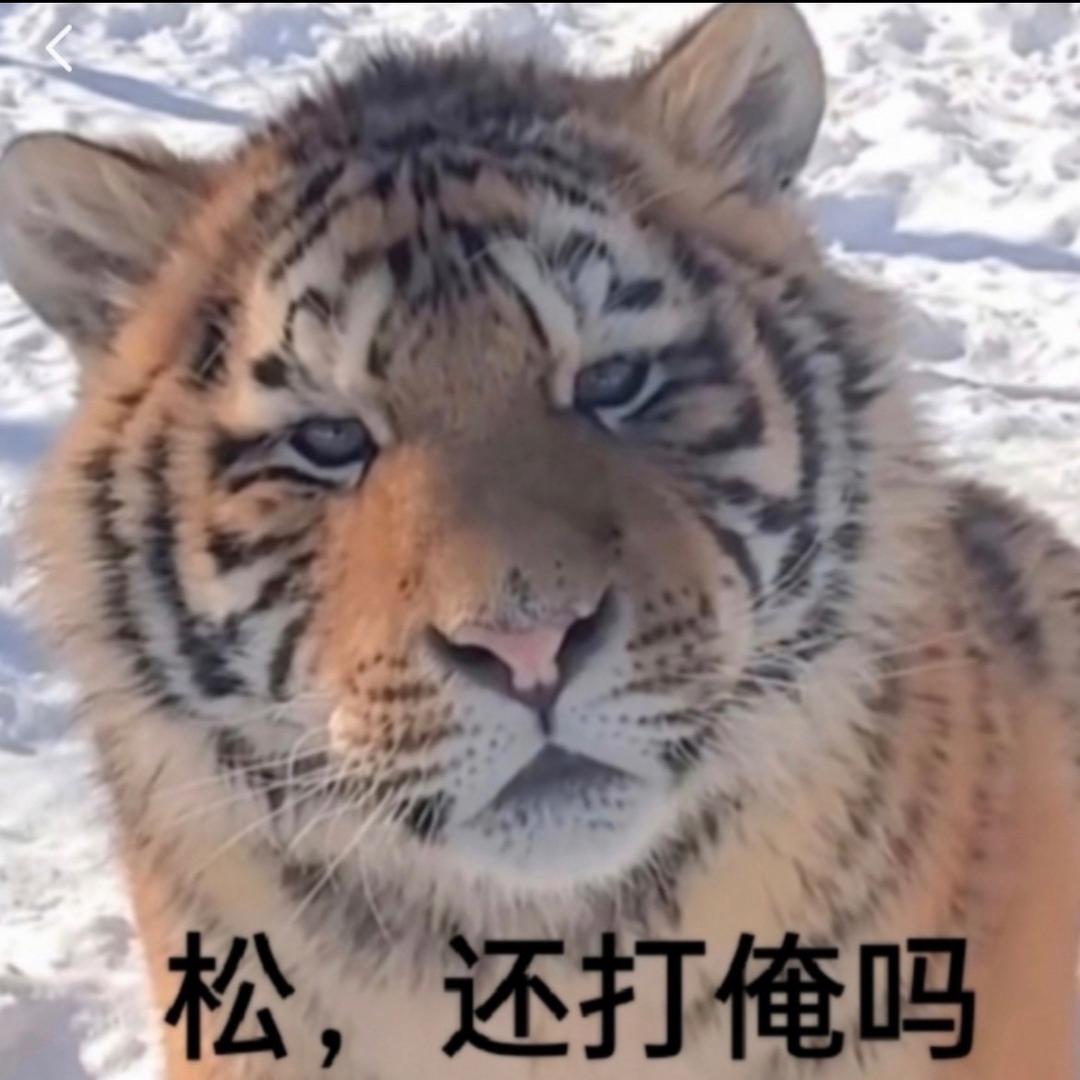 靓女你红姐