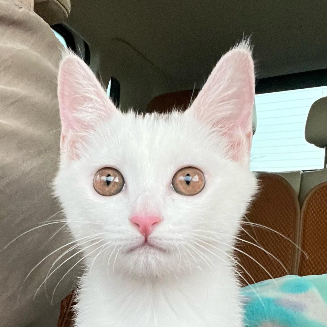 小熊回来啦