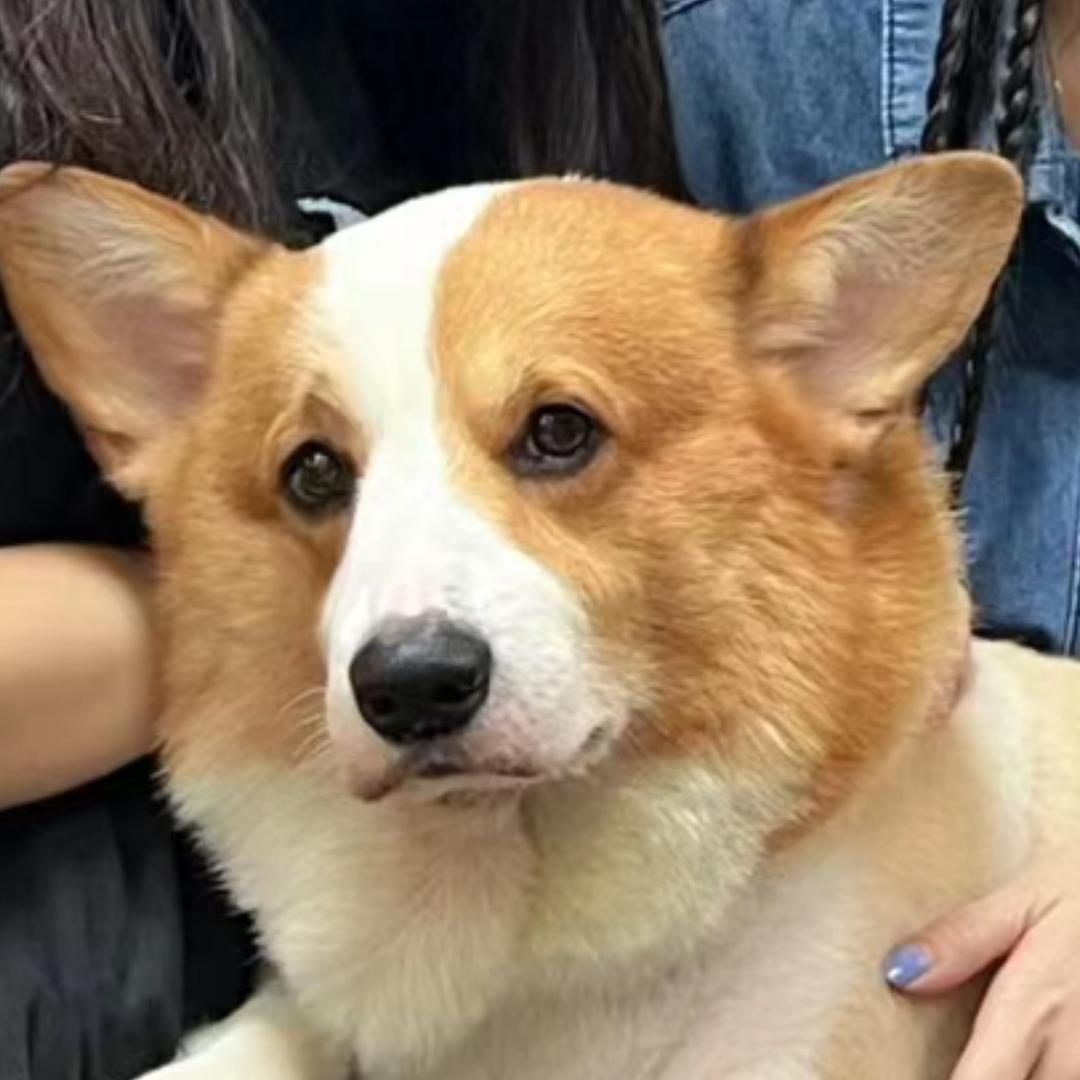 隔离村只肥狗