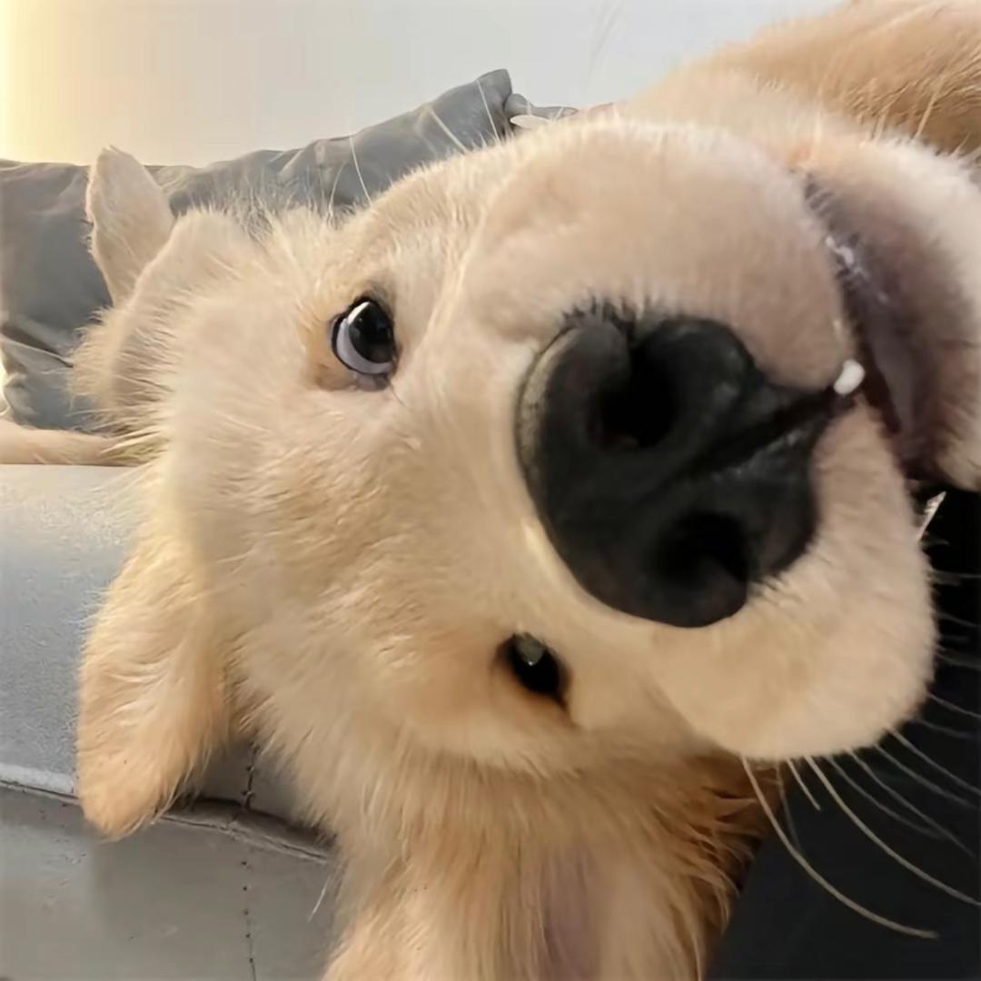 究极无敌迅猛龙