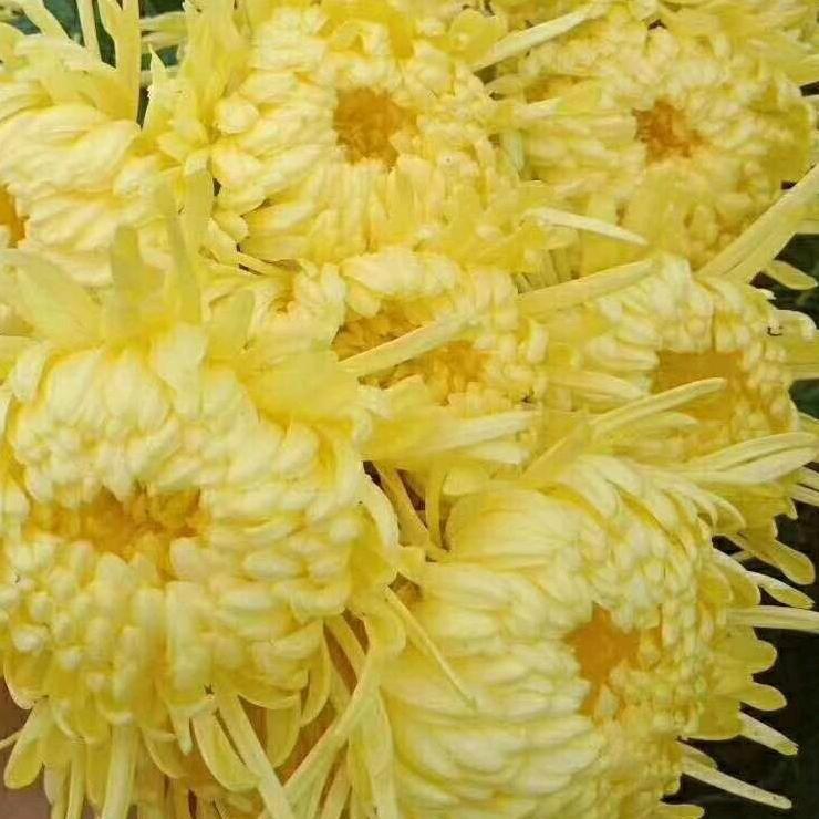 💞芳