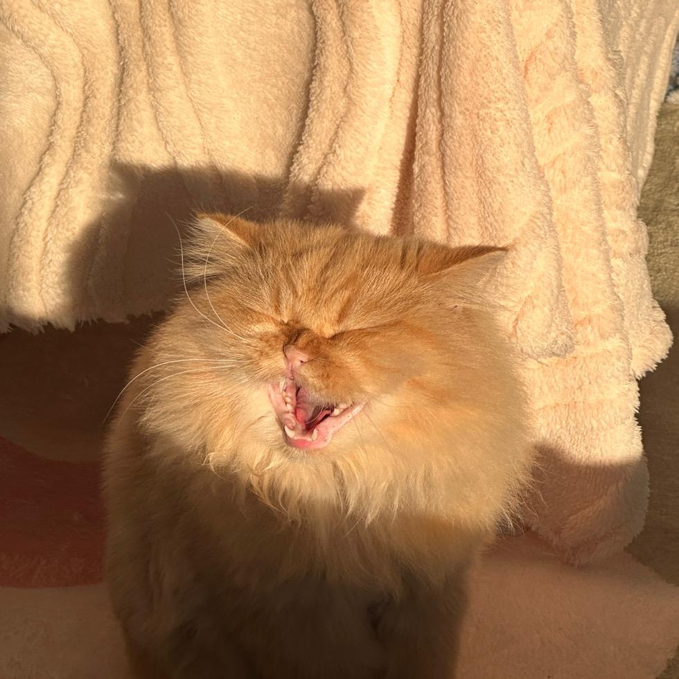 肉肉是个小太阳🔆