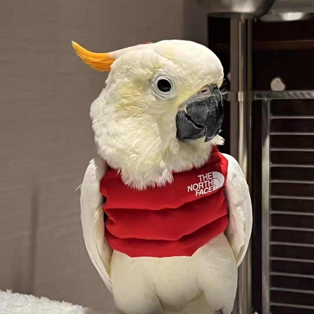 鹦花怒放 萌宠店铺