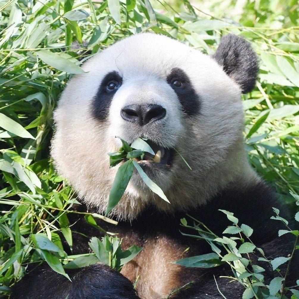 珠珠