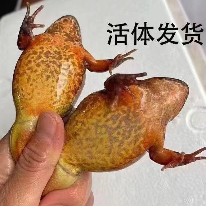 东北林蛙特产，
