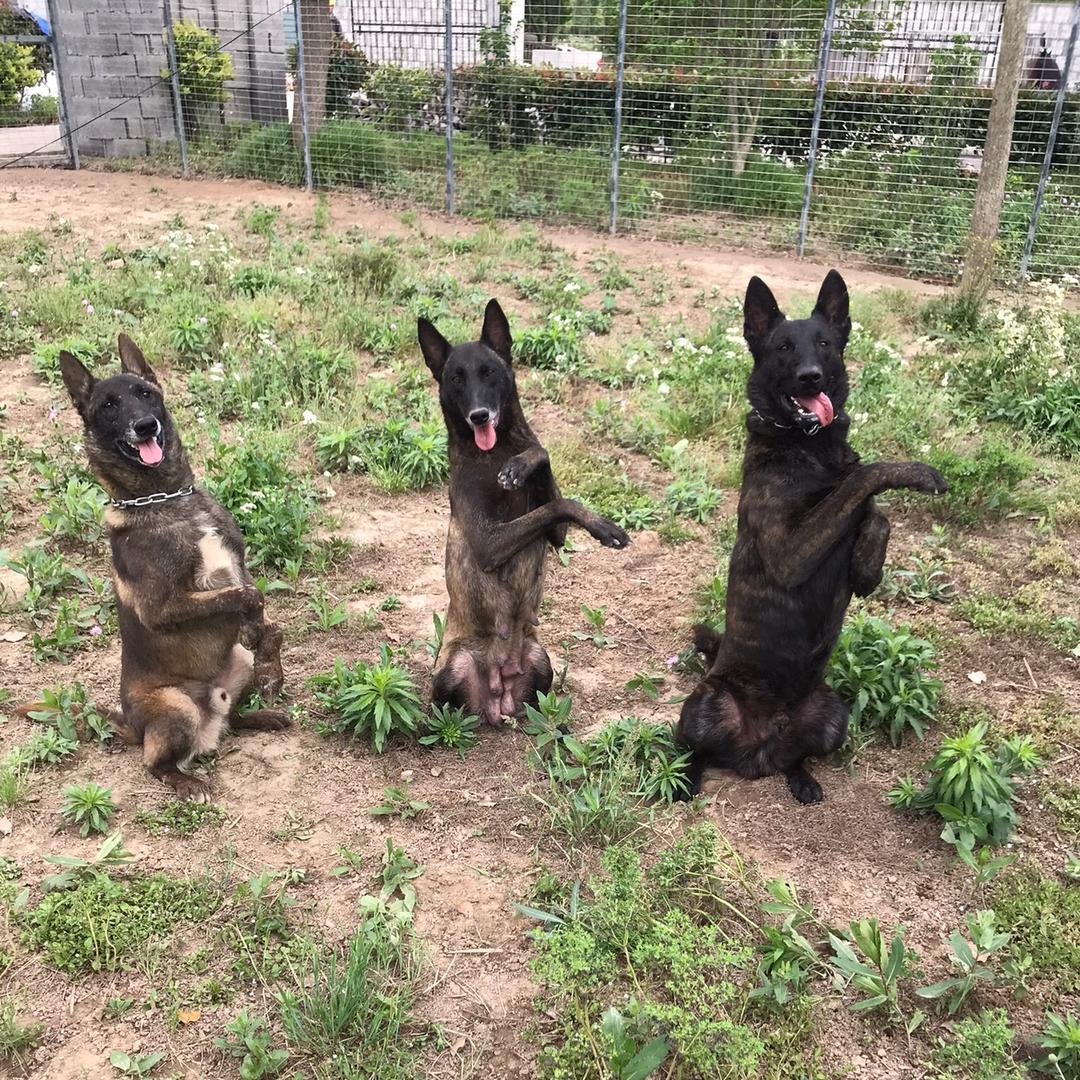 海门工作犬繁殖训练基地