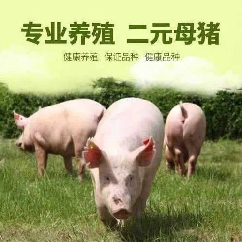 金龙种猪培育基地