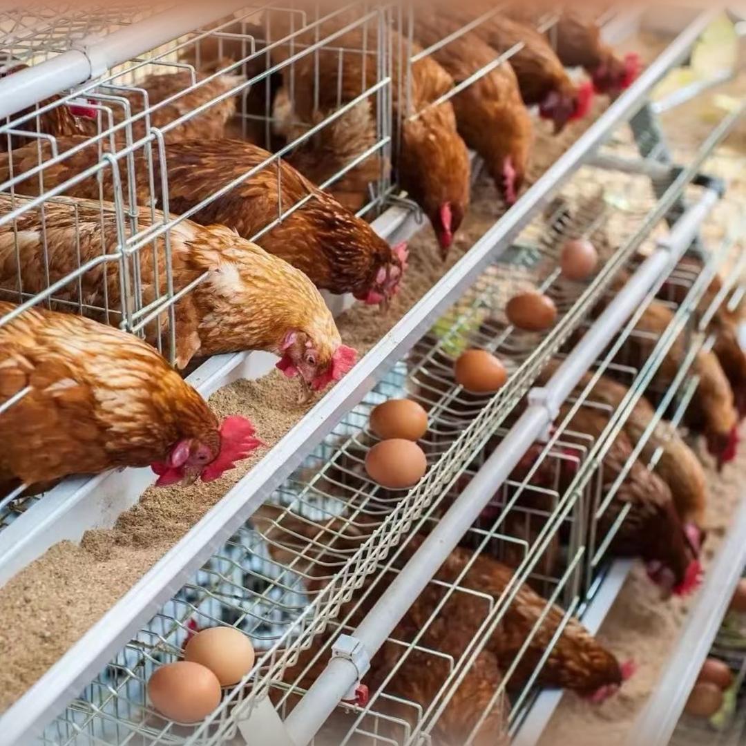 活禽白条🐔源头厂家