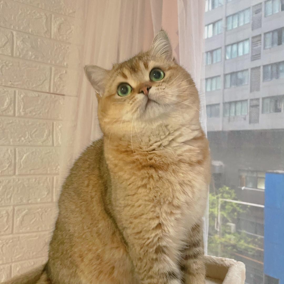 人间小甜瓜🍈