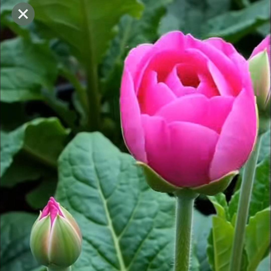 🌹流浪哥🌹……Jin