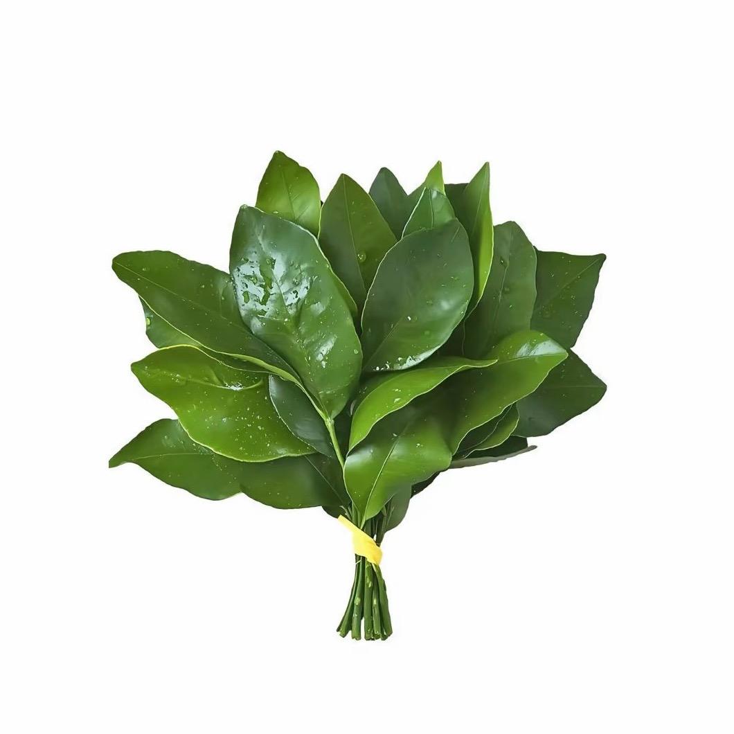 Z软软𝙯ᙆ
