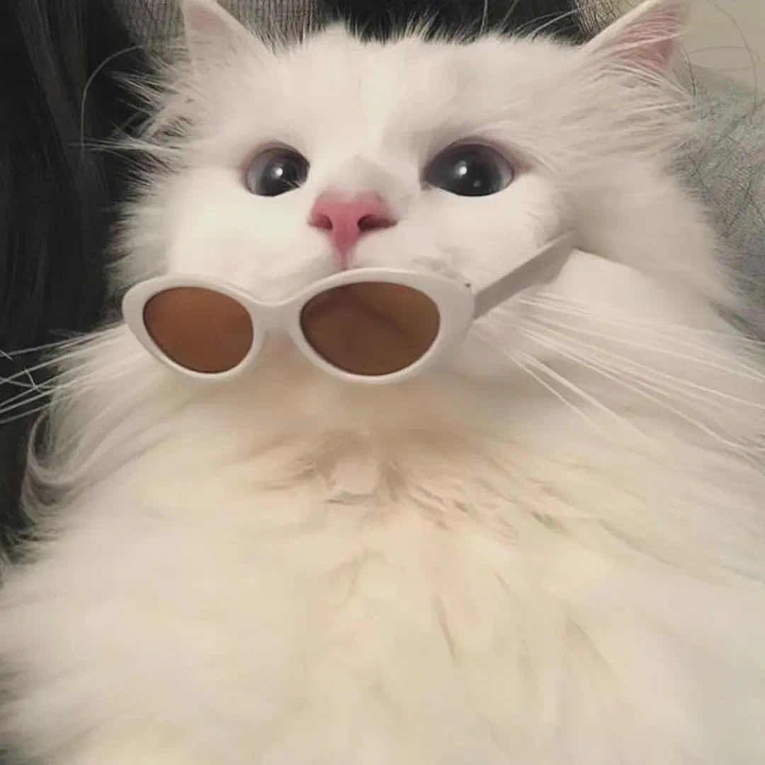注定
