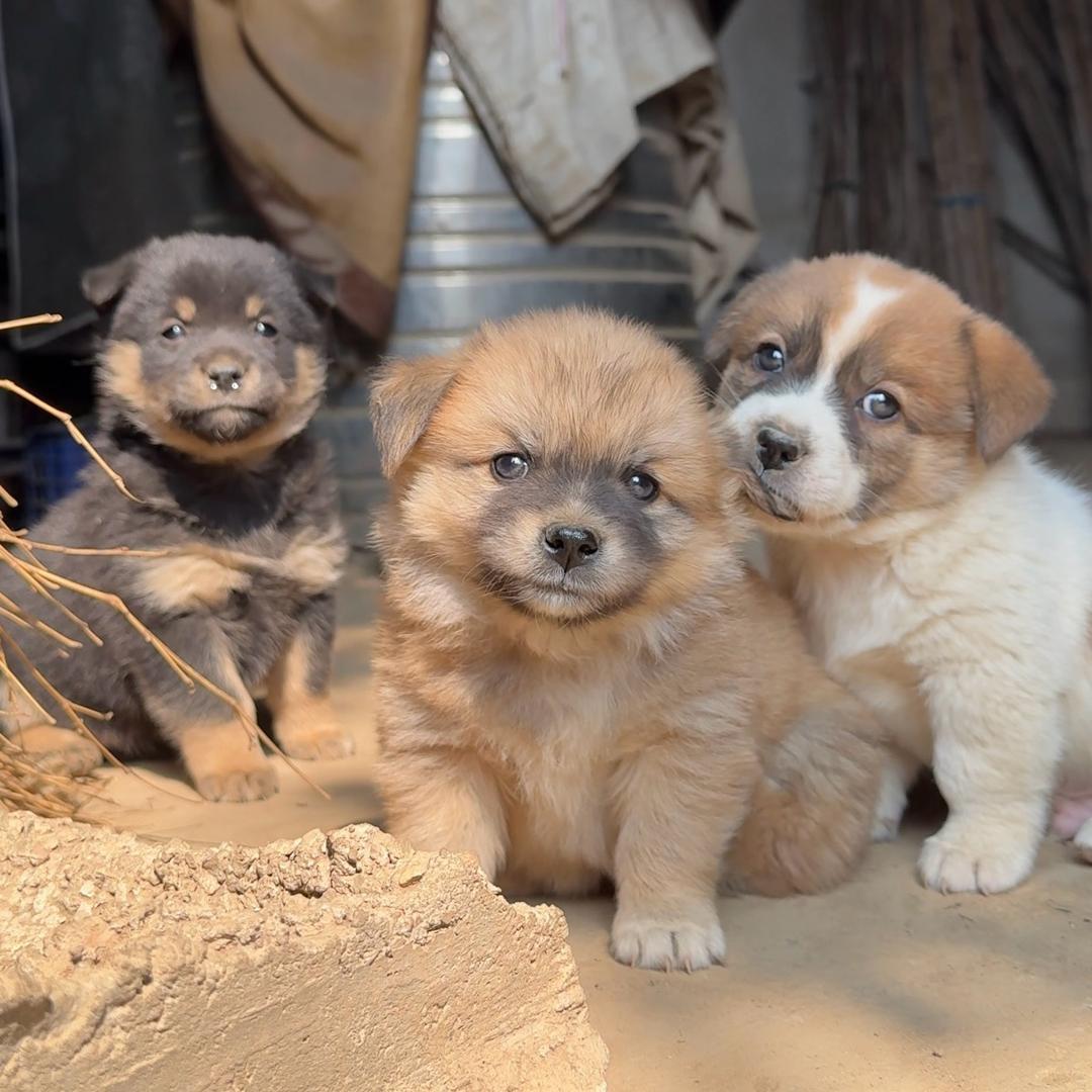 汪汪队🐶