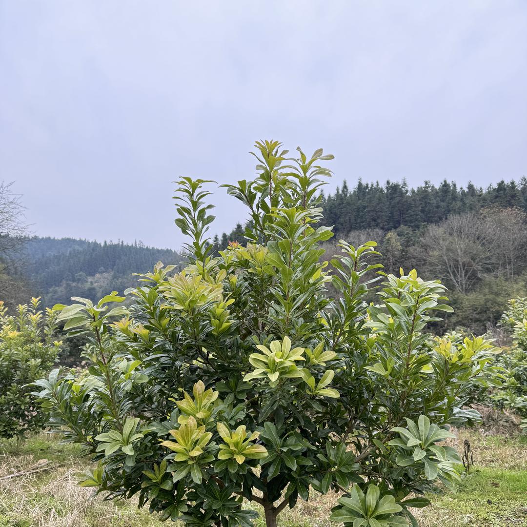 风之郁浩平果树苗木专卖店