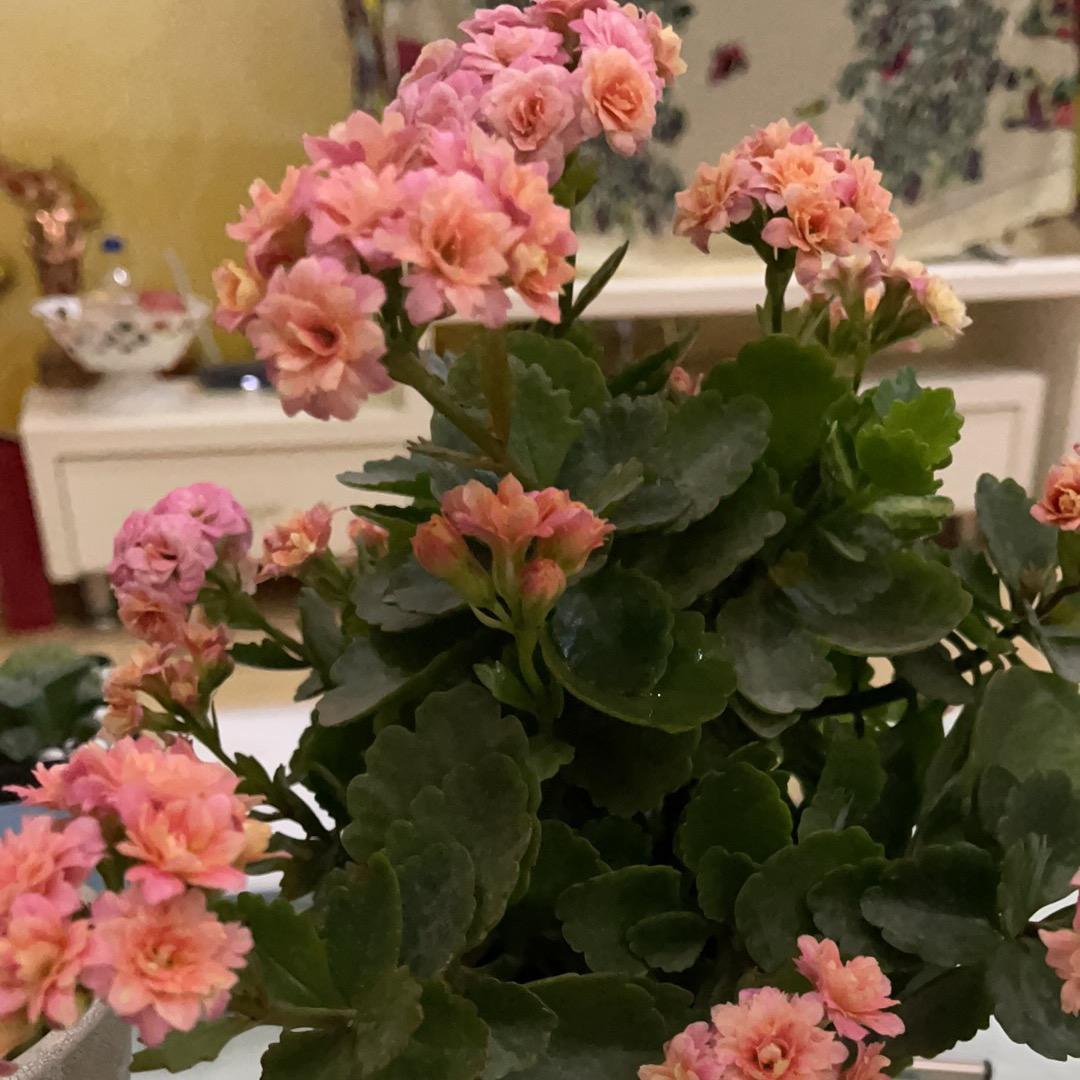 芬芳