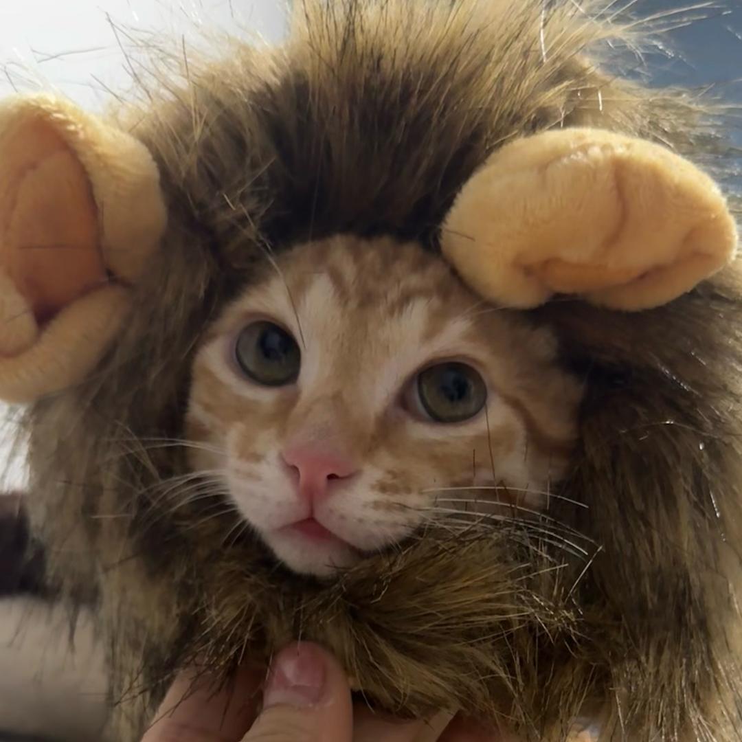 我是不拿拿（带娃中）