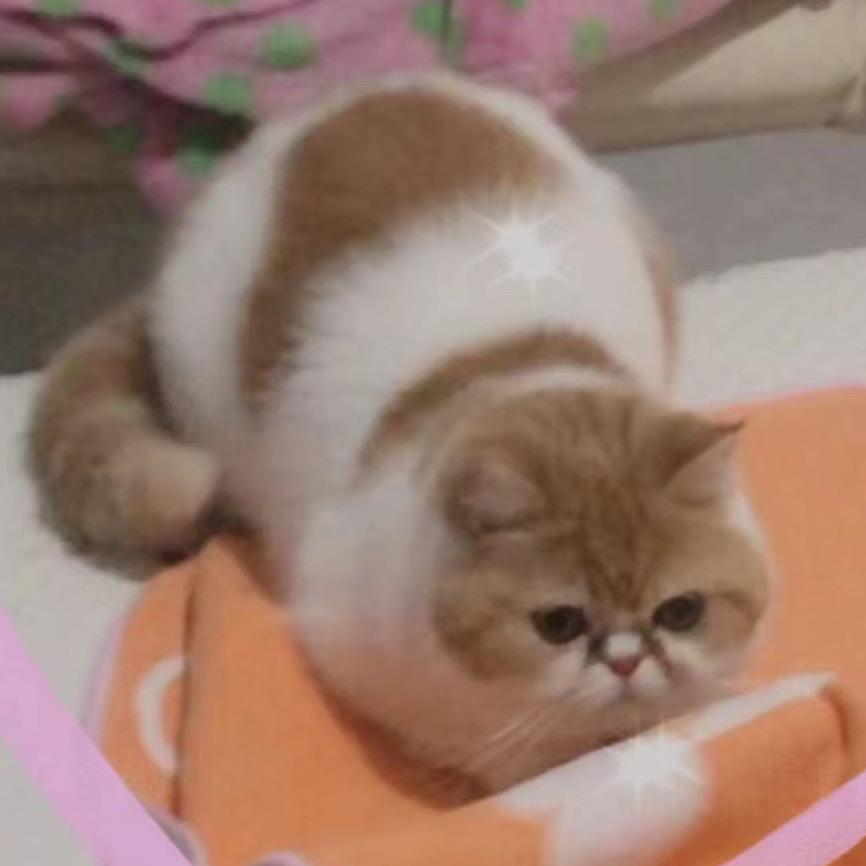 ☆鋒☆先☆生 →肥肥爸☆☆