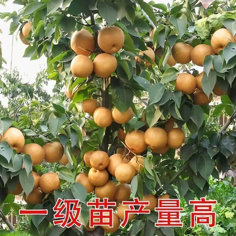 绿友园艺专营店1号