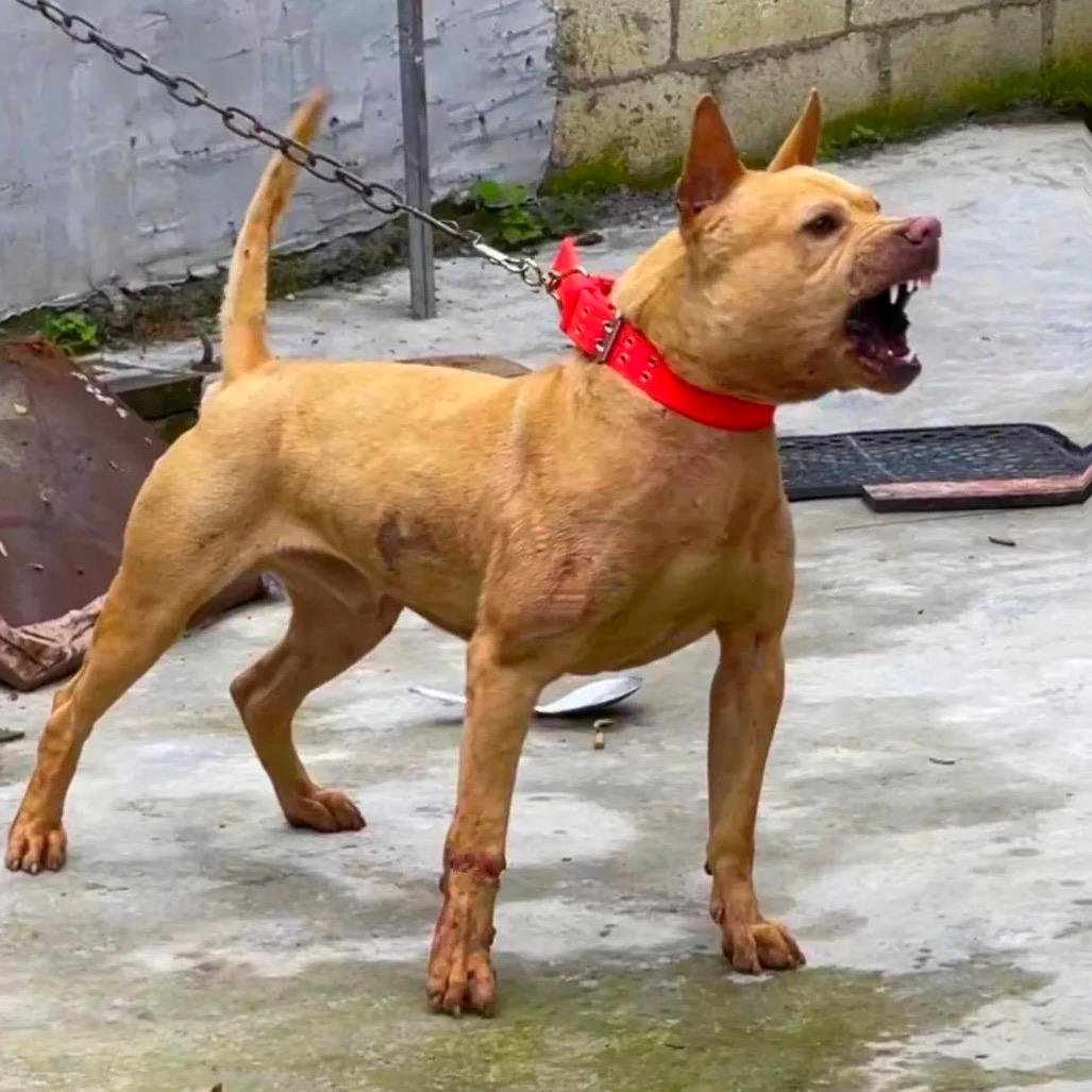 许吴斌，烟花，爆竹，批发