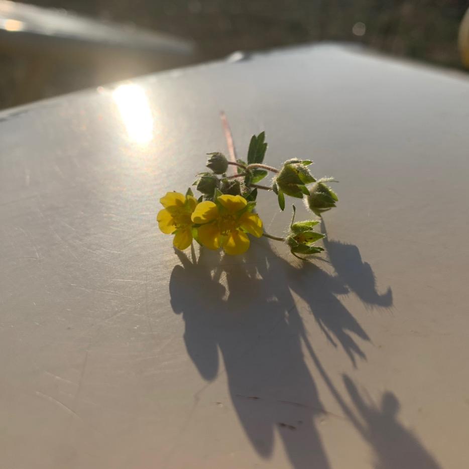 如意如意顺我心意🤘