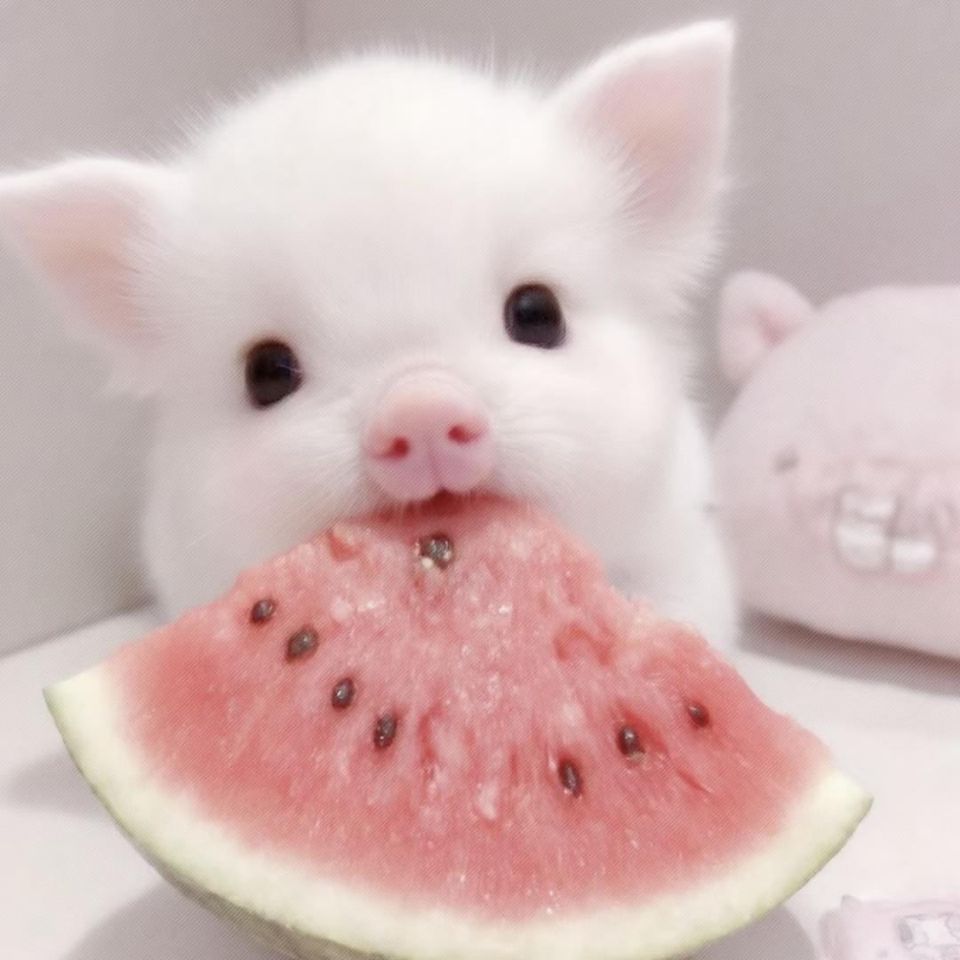 地球上最后的天使