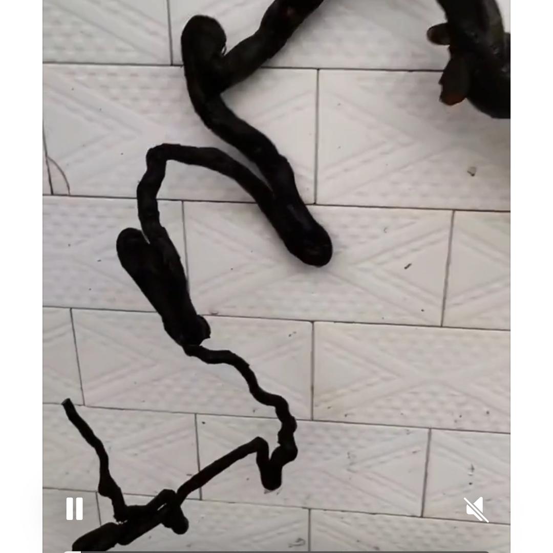金弹子盆景志强种植