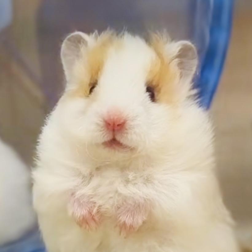 就爱养鼠！