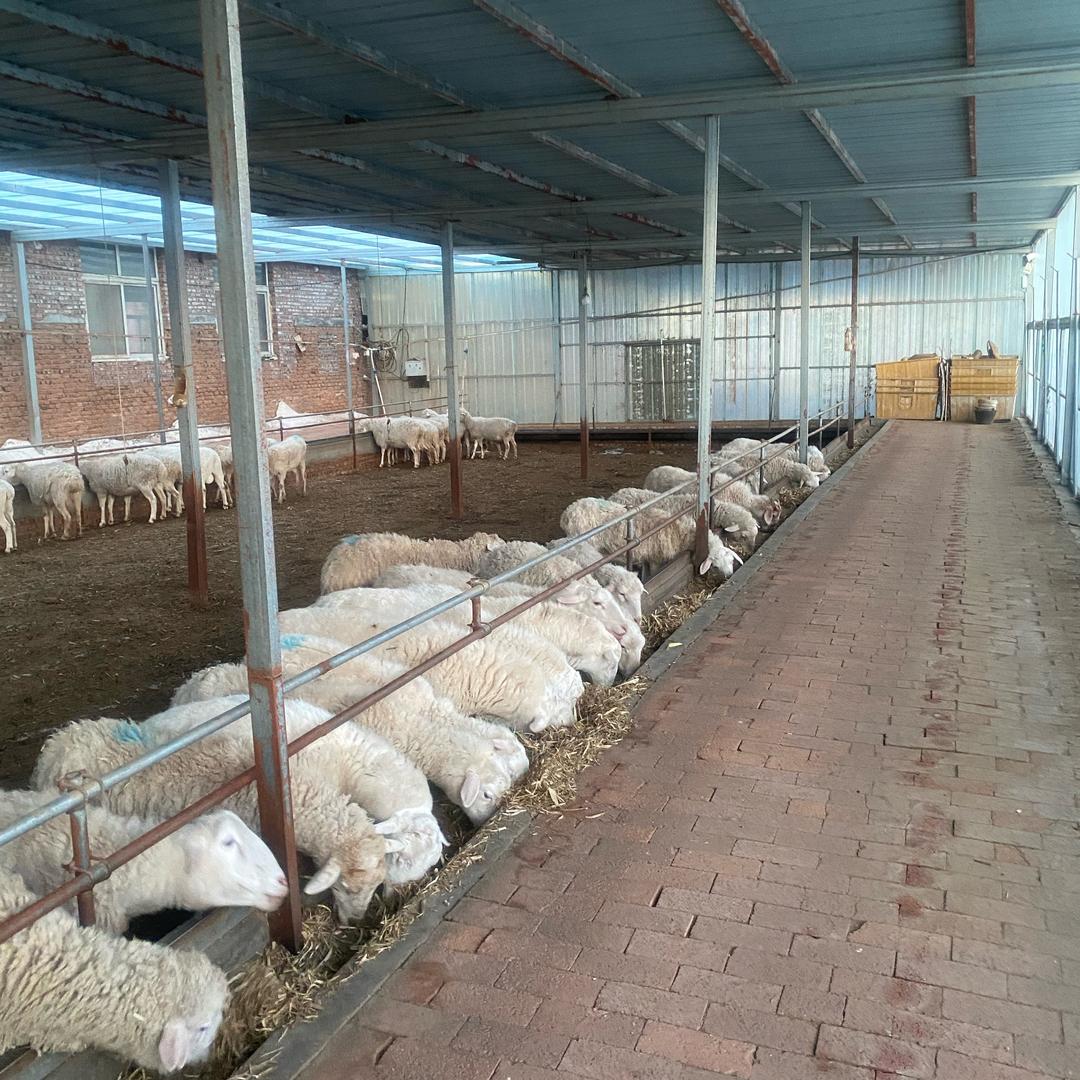 回村养羊的小姐姐