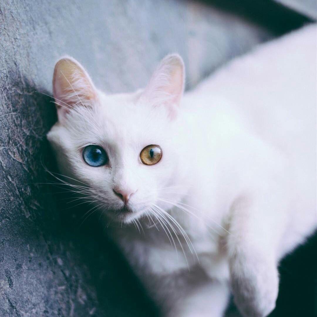 明泽