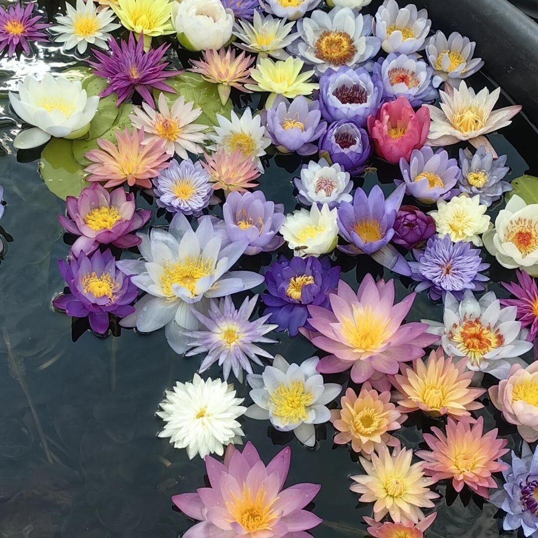 好运莲莲莲莲