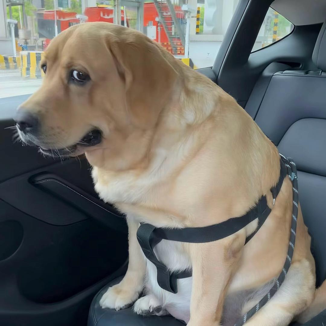 重生之越南牛马