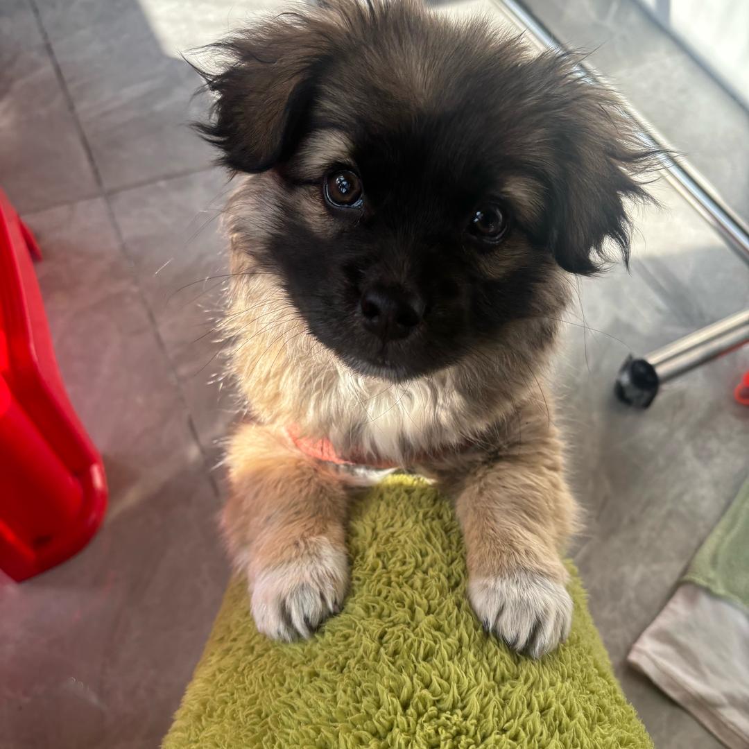 我是龙粥小可爱