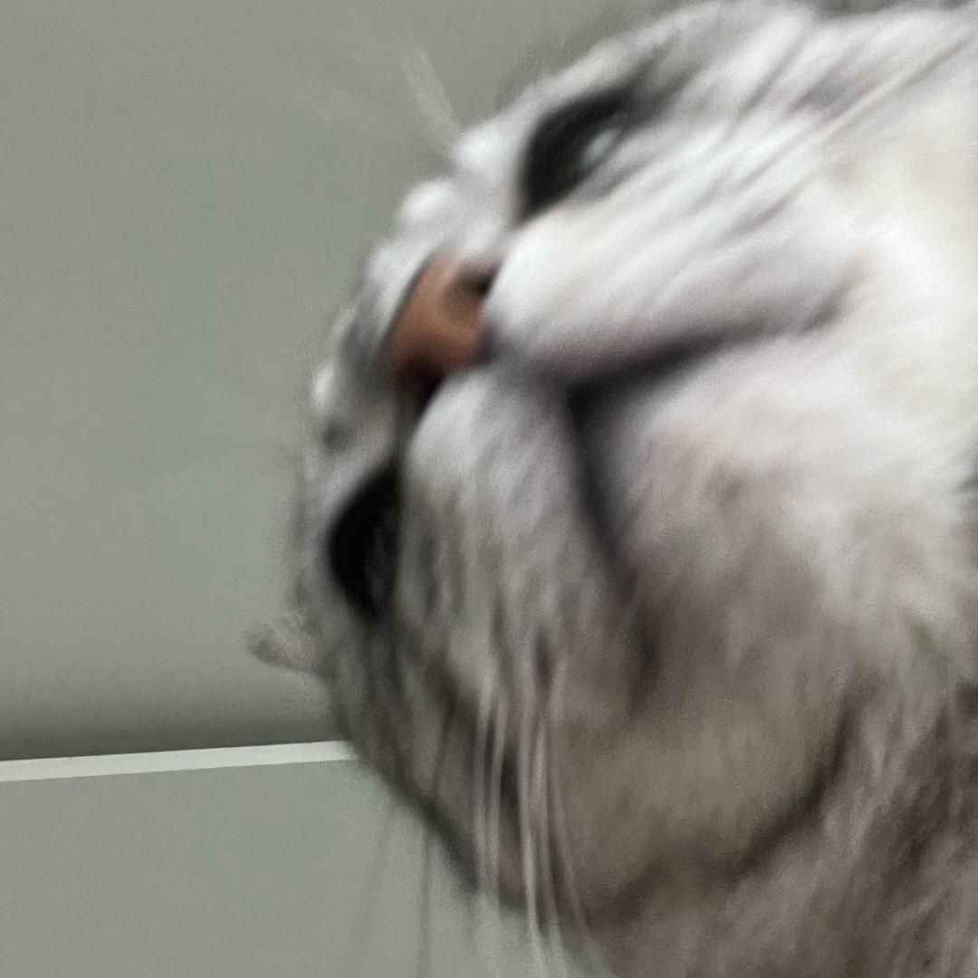 甜甜圈超好吃ʕ •ᴥ•ʔ
