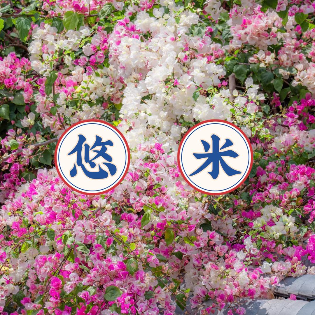 悠米园艺三角梅