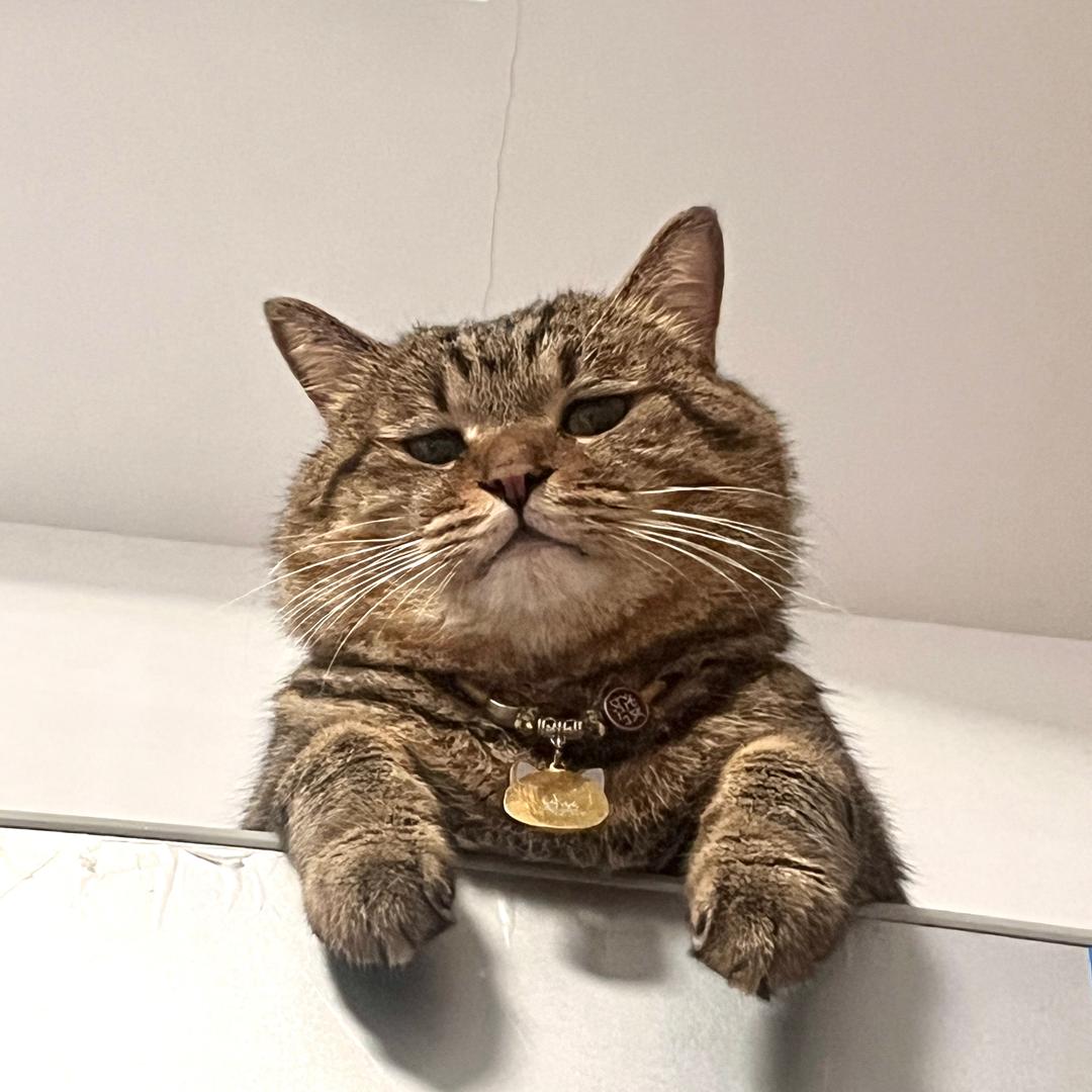 猫狗大作战